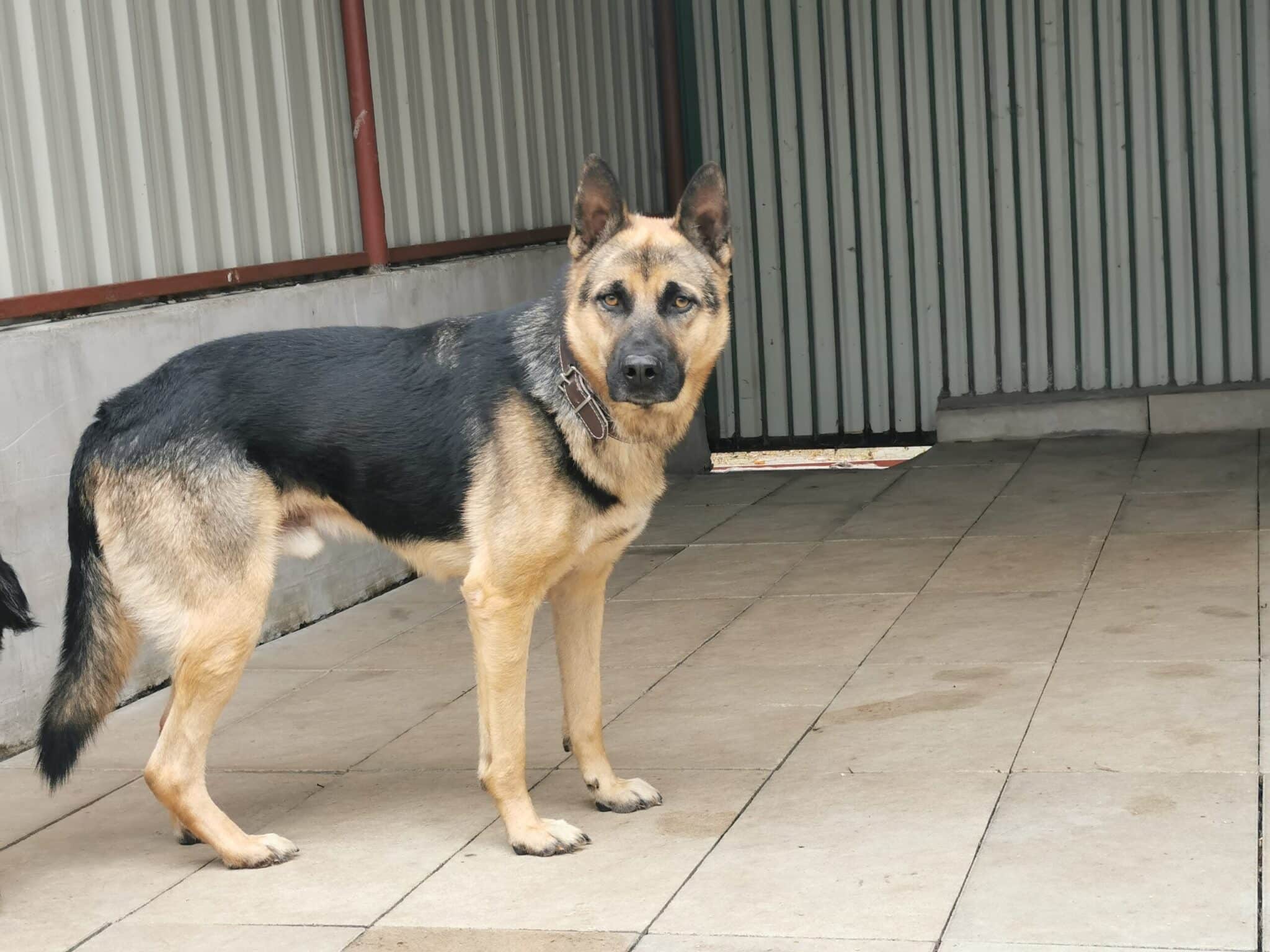 Pies Cezar Schronisko dla zwierząt w Chojnicach