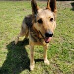 Pies Fenix Schronisko dla zwierząt w Chojnicach