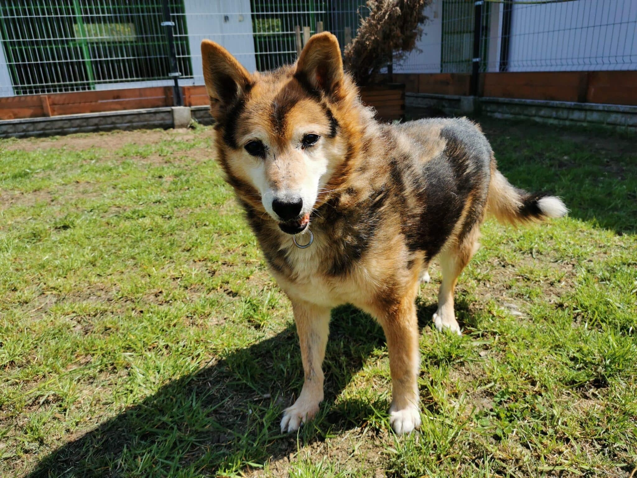 Pies Żwirek Schronisko dla zwierząt w Chojnicach