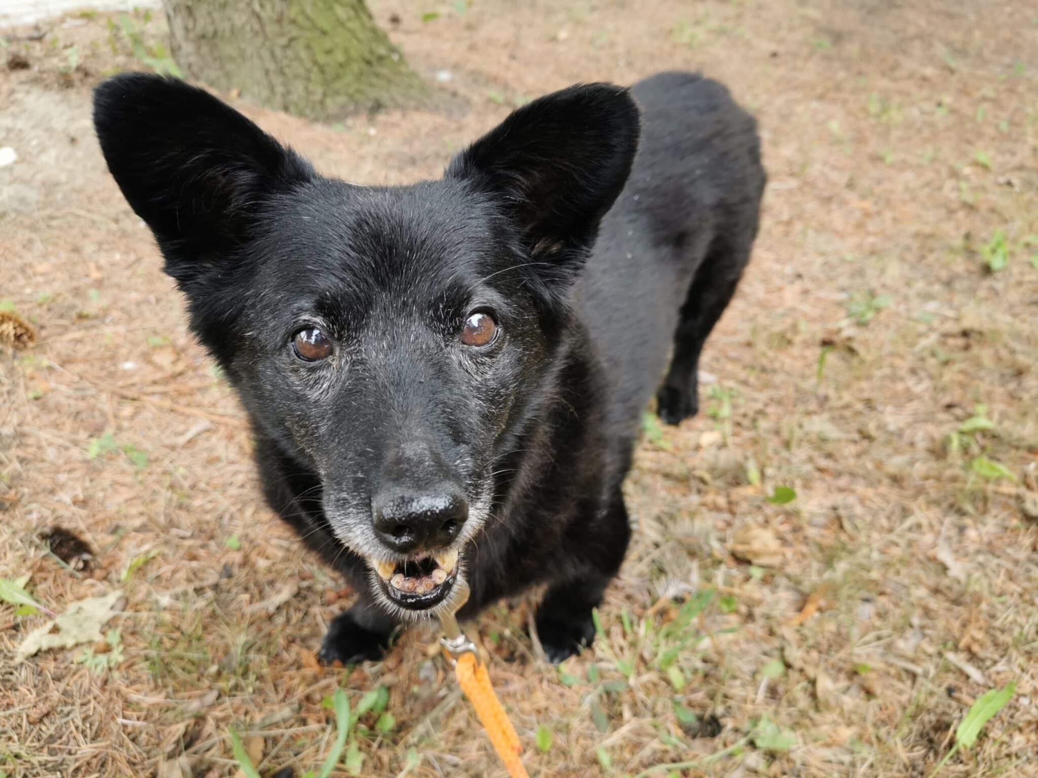 Pies Czarna Schronisko dla zwierząt w Chojnicach