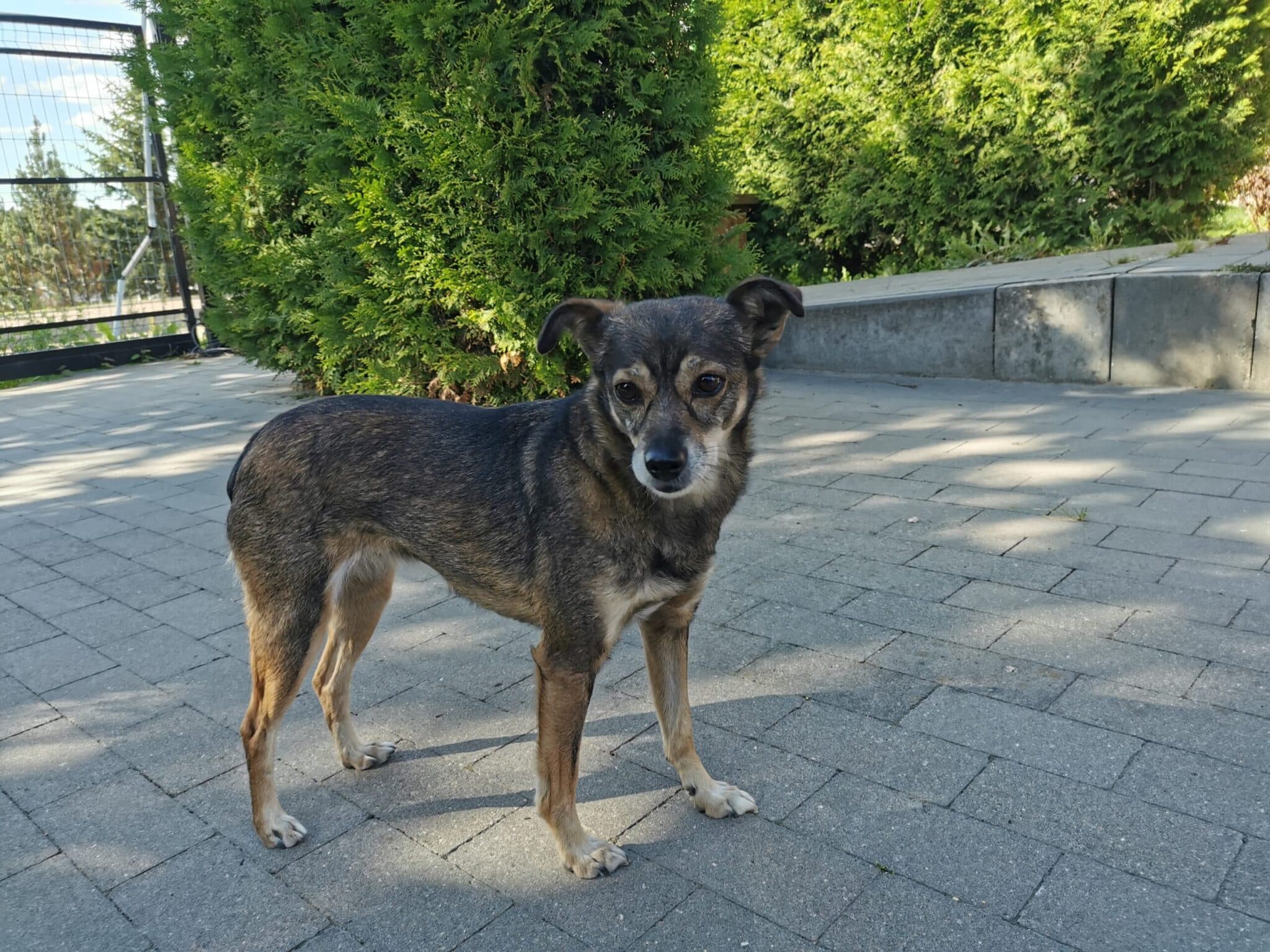 Pies Misia Schronisko dla zwierząt w Chojnicach