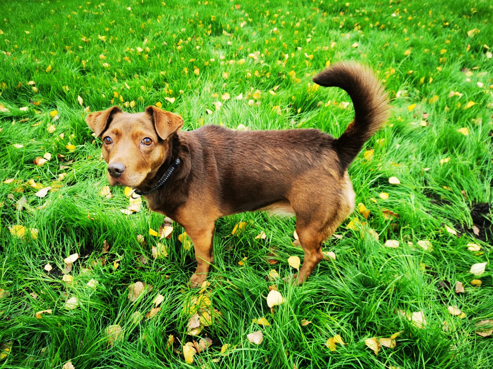 Pies Frania Schronisko dla zwierząt w Chojnicach