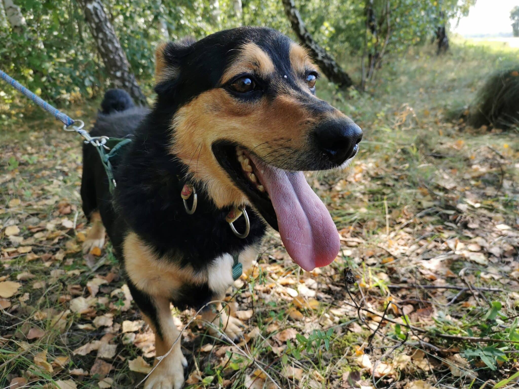 Pies Bil Schronisko dla zwierząt w Chojnicach